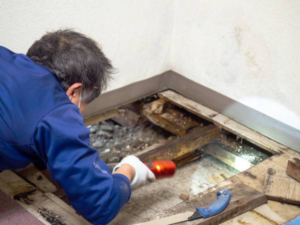 Best Mold Damage Repair  in Edna, TX