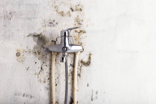 Best Home Mold Removal  in Edna, TX