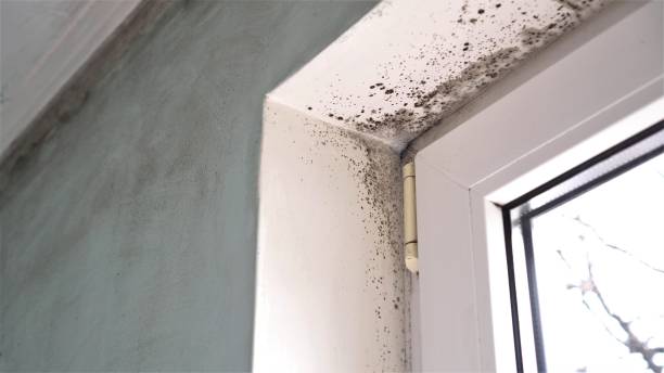 Professional Mold Removal in Edna, TX