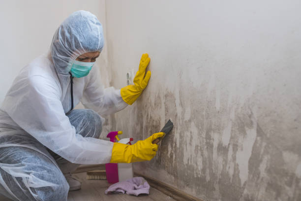 Best Local Mold Removal Service  in Edna, TX