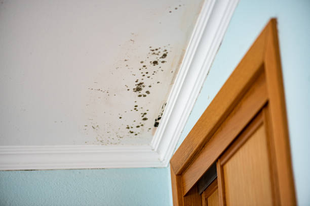 Best Mold Removal Process  in Edna, TX