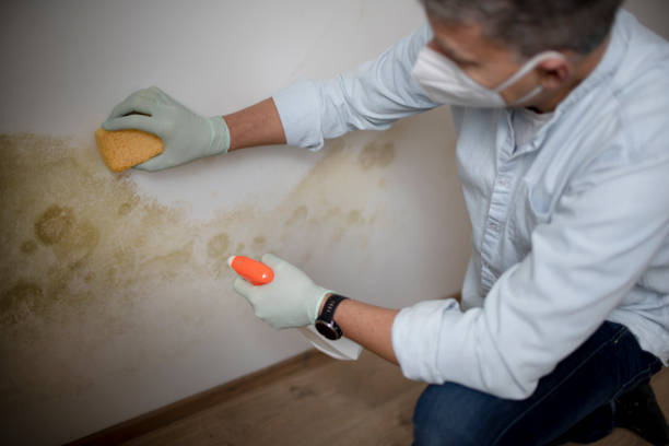 Best Mold Cleaning Services  in Edna, TX