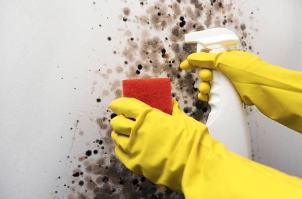 Best Emergency Mold Removal  in Edna, TX